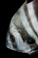   Pretty Face batfish  